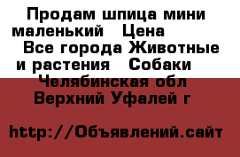 Продам шпица мини маленький › Цена ­ 15 000 - Все города Животные и растения » Собаки   . Челябинская обл.,Верхний Уфалей г.